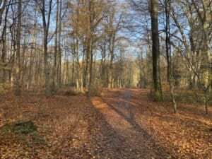 Waldlauf